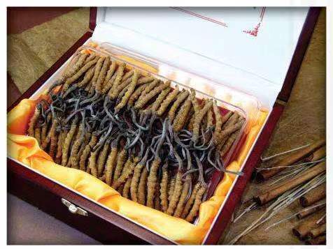 会文镇冬虫夏草回收